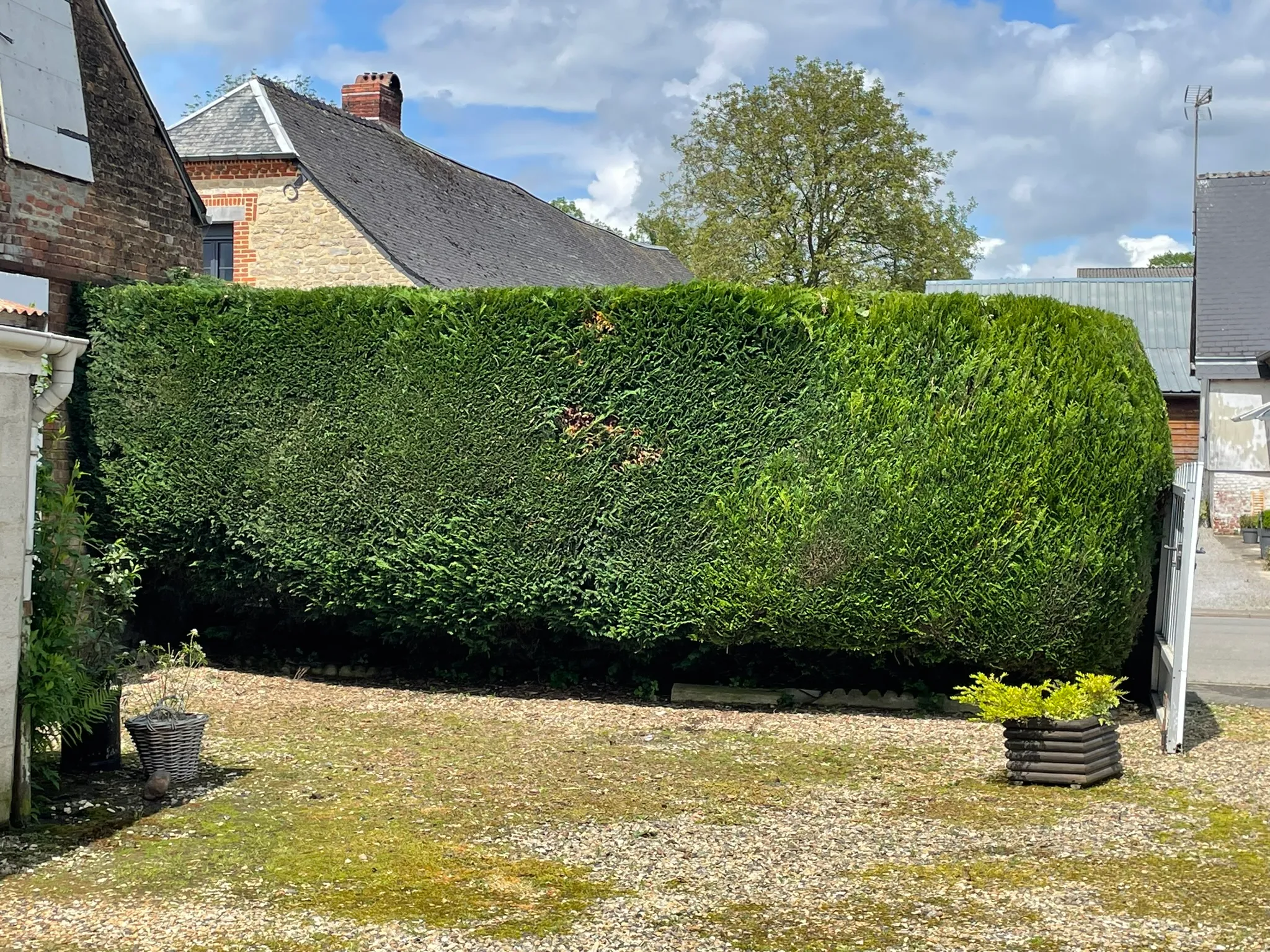 Taille de haie